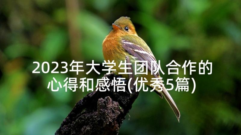 2023年大学生团队合作的心得和感悟(优秀5篇)