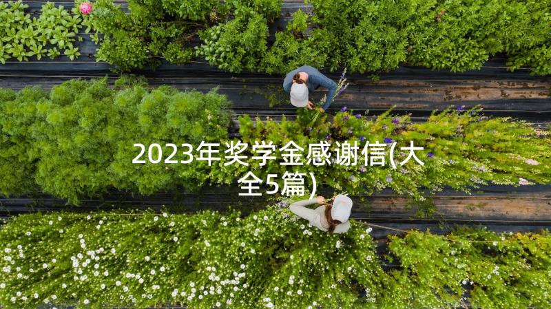 2023年奖学金感谢信(大全5篇)