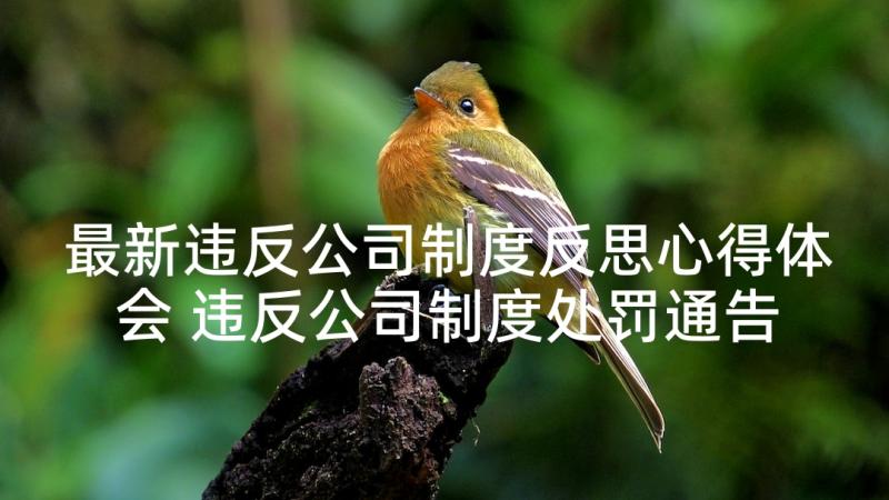 最新违反公司制度反思心得体会 违反公司制度处罚通告(精选5篇)