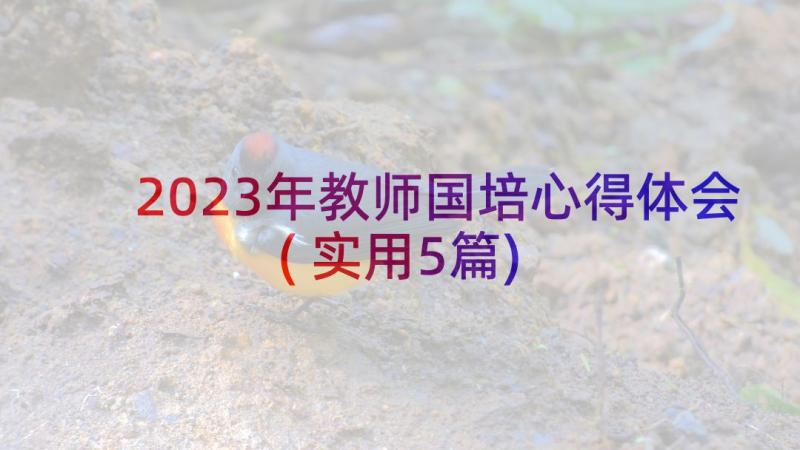 2023年教师国培心得体会(实用5篇)