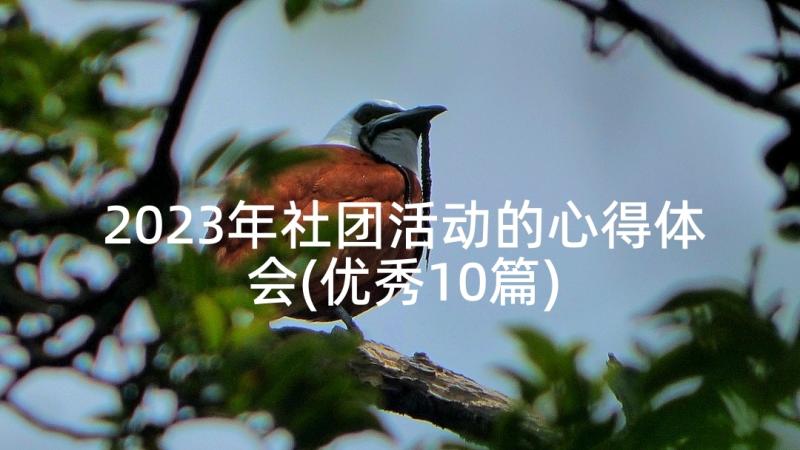 2023年社团活动的心得体会(优秀10篇)