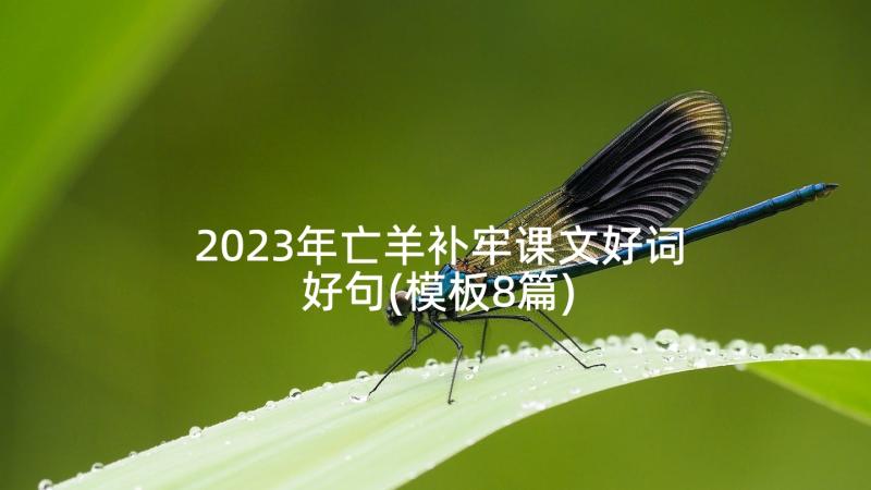 2023年亡羊补牢课文好词好句(模板8篇)