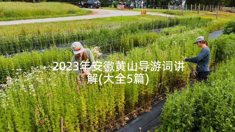 2023年安徽黄山导游词讲解(大全5篇)