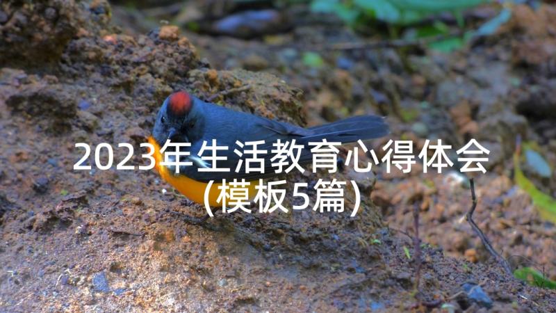 2023年生活教育心得体会(模板5篇)