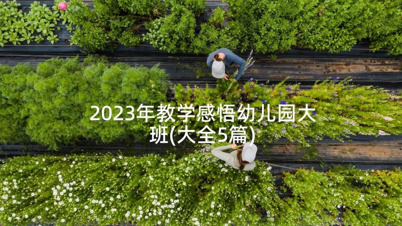 2023年教学感悟幼儿园大班(大全5篇)