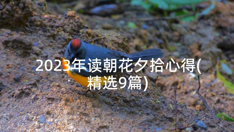 2023年读朝花夕拾心得(精选9篇)