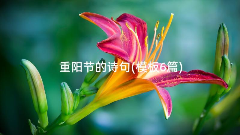 重阳节的诗句(模板6篇)