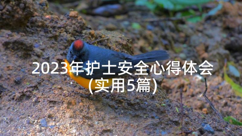 2023年护士安全心得体会(实用5篇)