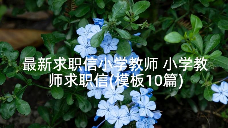 最新求职信小学教师 小学教师求职信(模板10篇)