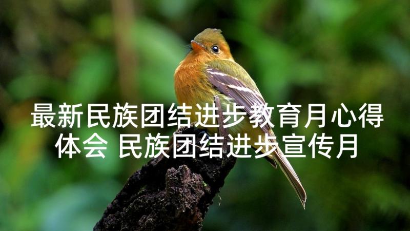 最新民族团结进步教育月心得体会 民族团结进步宣传月活动总结(大全6篇)