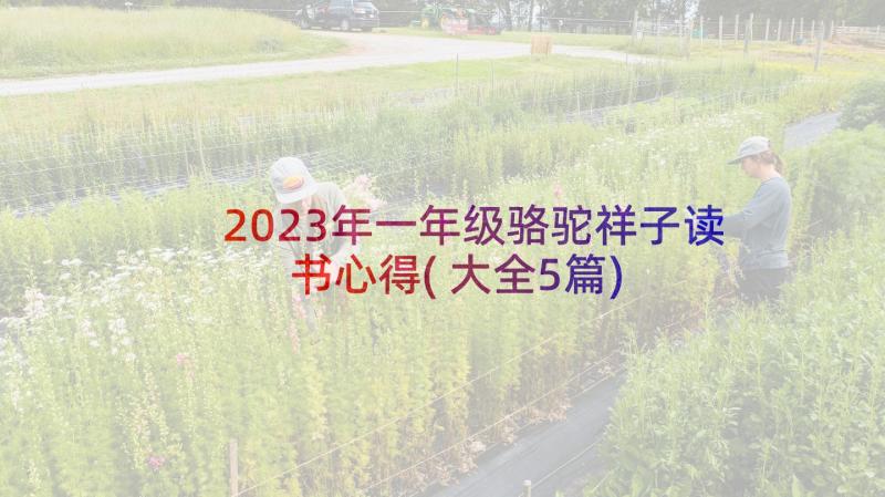 2023年一年级骆驼祥子读书心得(大全5篇)