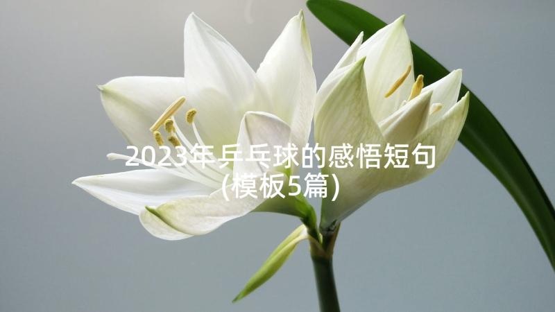 2023年乒乓球的感悟短句(模板5篇)