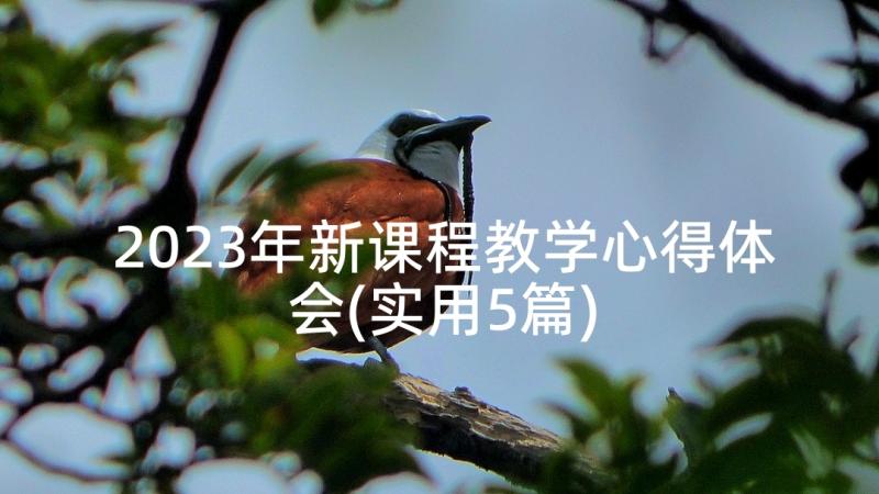 2023年新课程教学心得体会(实用5篇)