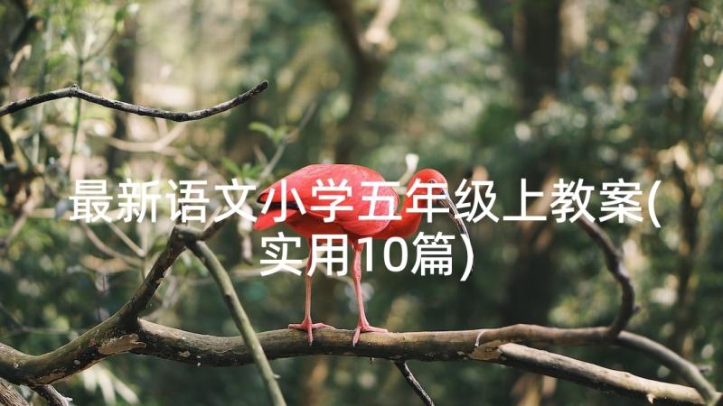 最新语文小学五年级上教案(实用10篇)