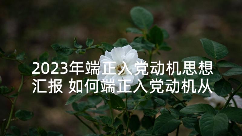 2023年端正入党动机思想汇报 如何端正入党动机从思想上入党(模板5篇)