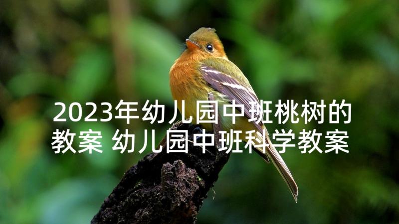 2023年幼儿园中班桃树的教案 幼儿园中班科学教案西瓜虫含反思(优质5篇)