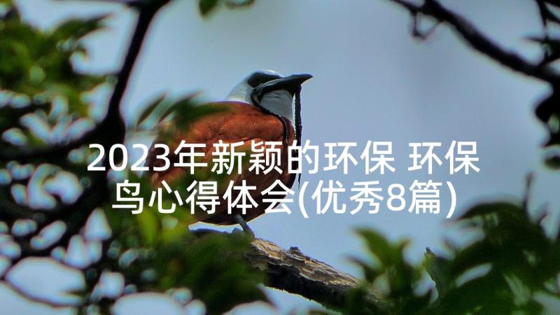 2023年新颖的环保 环保鸟心得体会(优秀8篇)