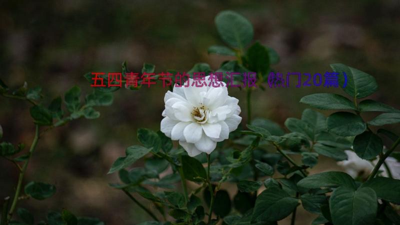 五四青年节的思想汇报（热门20篇）