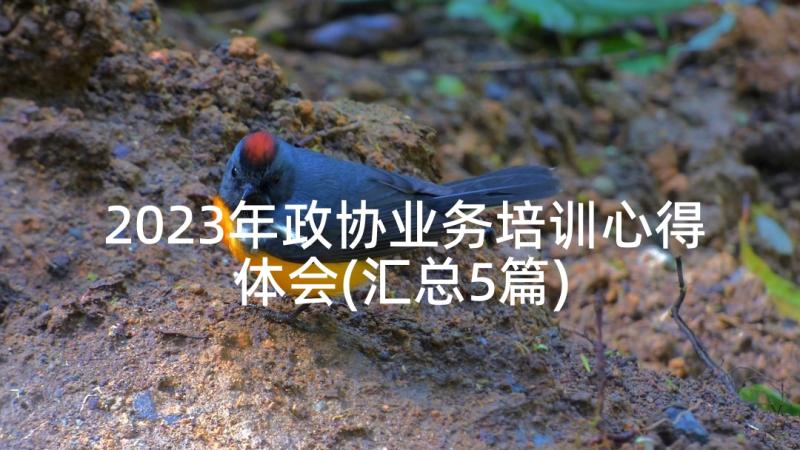 2023年政协业务培训心得体会(汇总5篇)