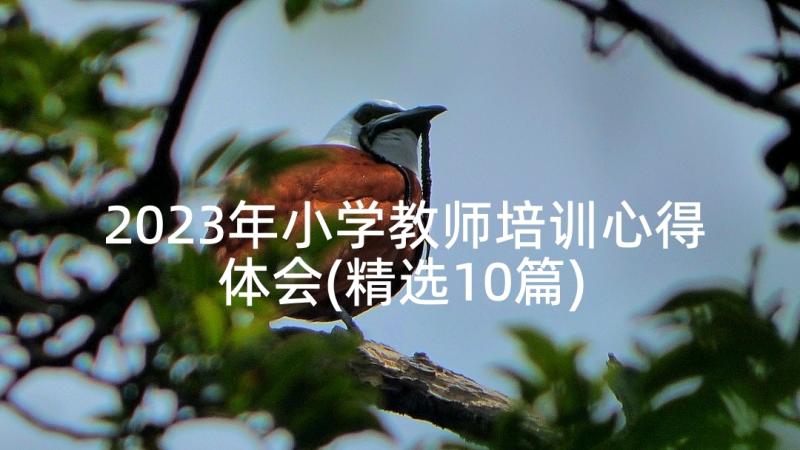 2023年小学教师培训心得体会(精选10篇)