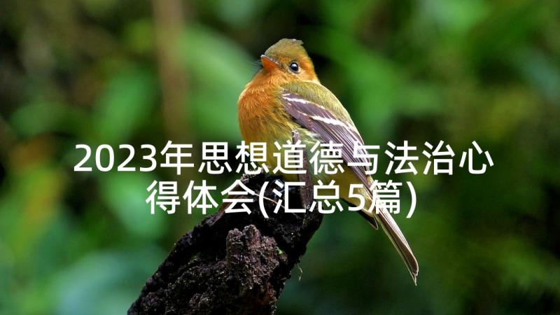 2023年思想道德与法治心得体会(汇总5篇)