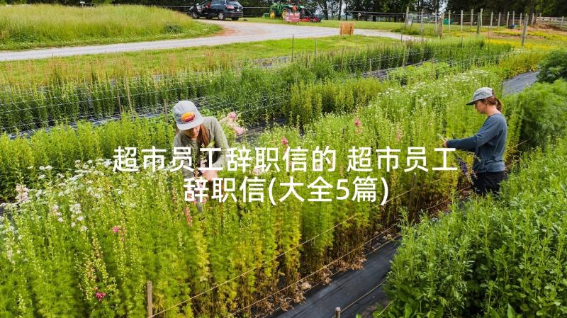 超市员工辞职信的 超市员工辞职信(大全5篇)