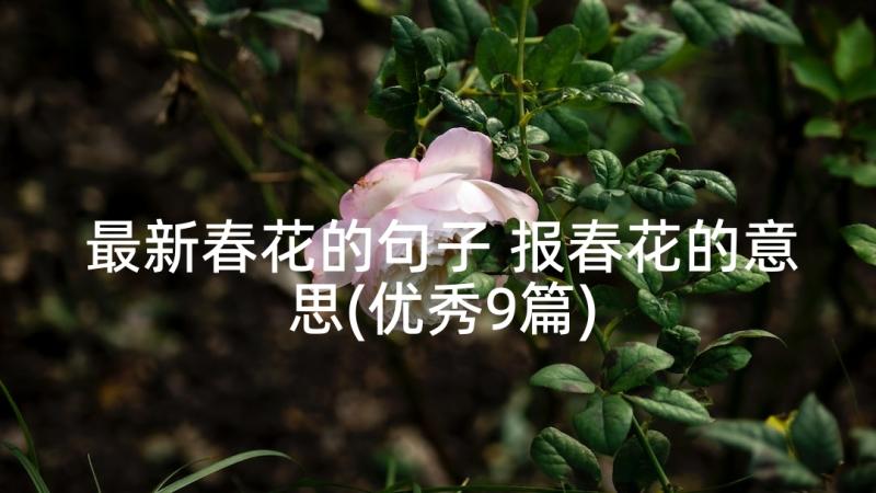 最新春花的句子 报春花的意思(优秀9篇)