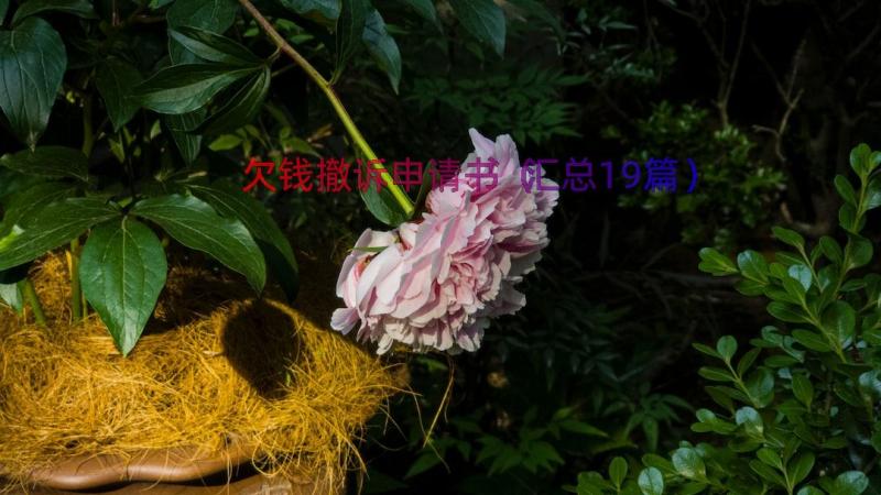 欠钱撤诉申请书（汇总19篇）