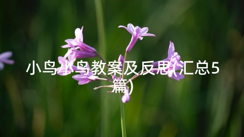 小鸟小鸟教案及反思(汇总5篇)