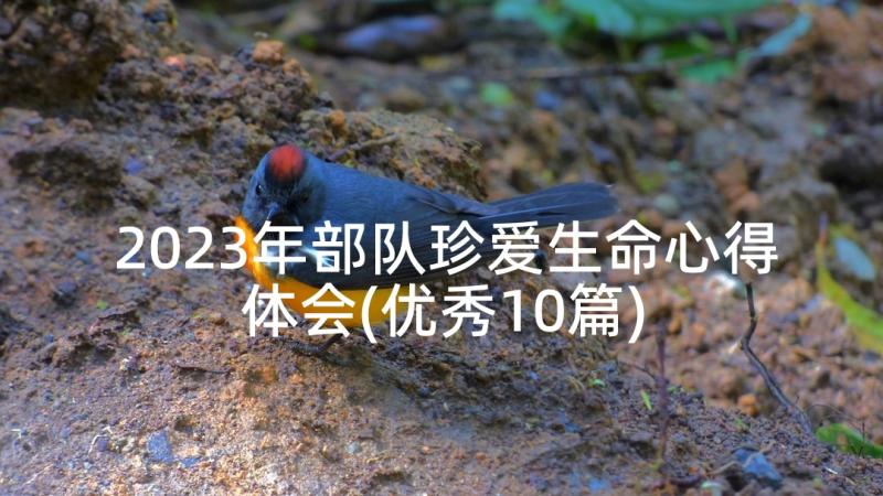 2023年部队珍爱生命心得体会(优秀10篇)