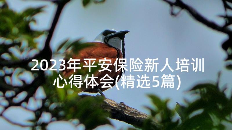 2023年平安保险新人培训心得体会(精选5篇)