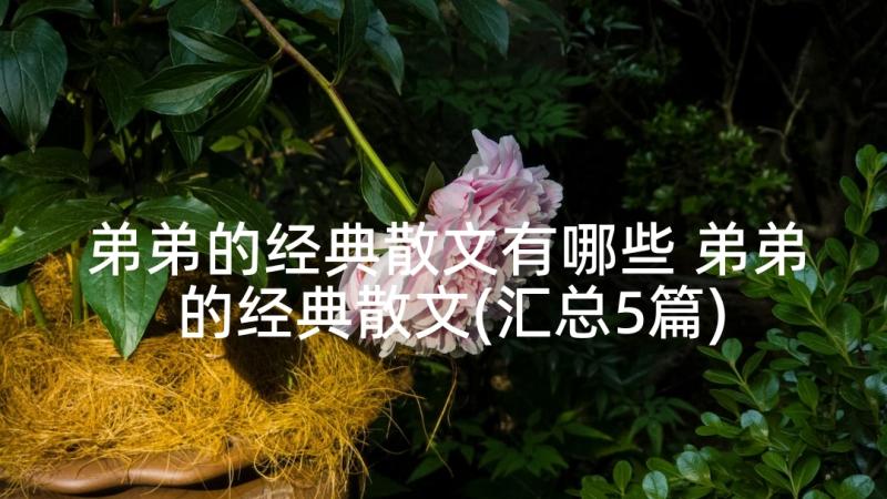 弟弟的经典散文有哪些 弟弟的经典散文(汇总5篇)