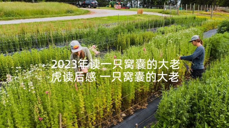 2023年读一只窝囊的大老虎读后感 一只窝囊的大老虎教学反思(大全9篇)