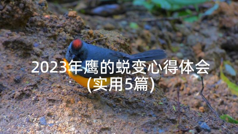 2023年鹰的蜕变心得体会(实用5篇)