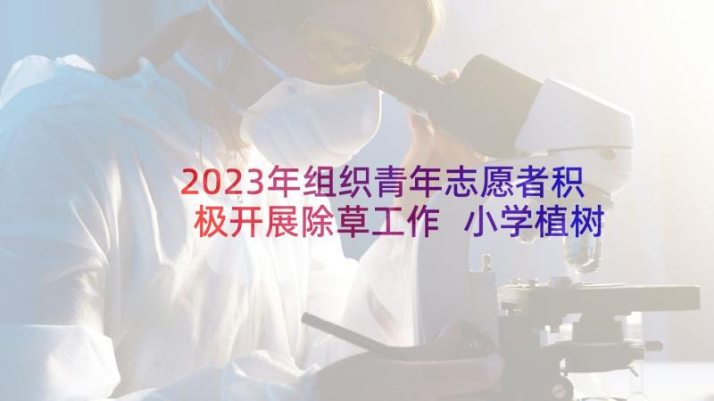 2023年组织青年志愿者积极开展除草工作 小学植树节组织活动方案(优质8篇)