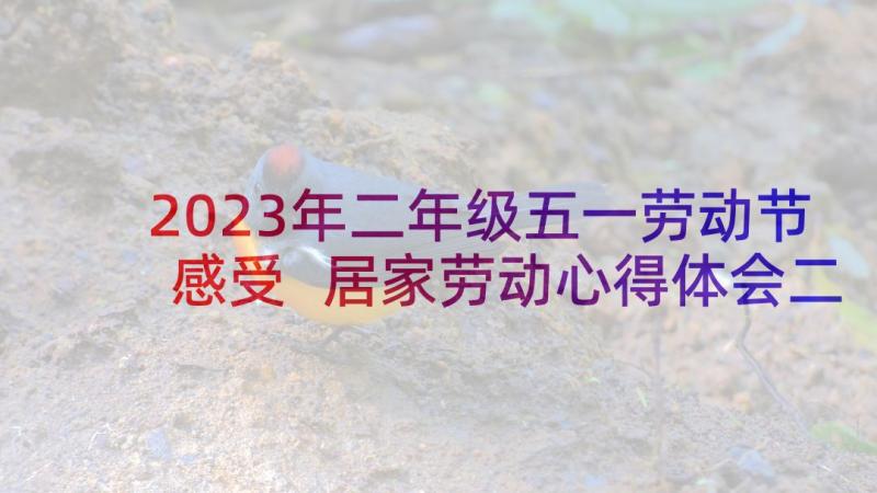 2023年二年级五一劳动节感受 居家劳动心得体会二年级(优秀10篇)