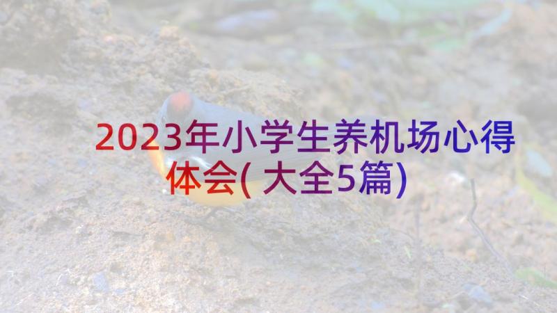 2023年小学生养机场心得体会(大全5篇)