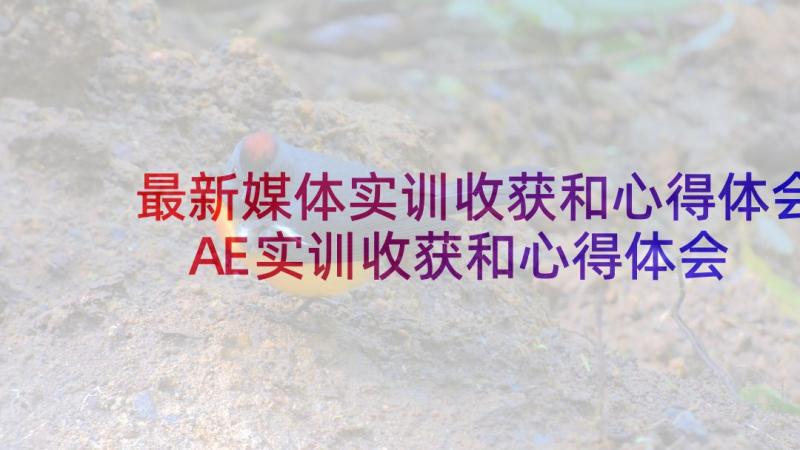 最新媒体实训收获和心得体会 AE实训收获和心得体会(通用10篇)