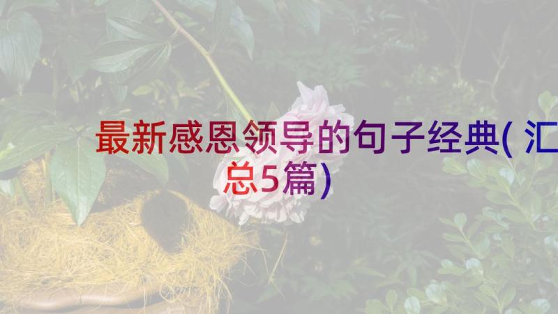 最新感恩领导的句子经典(汇总5篇)