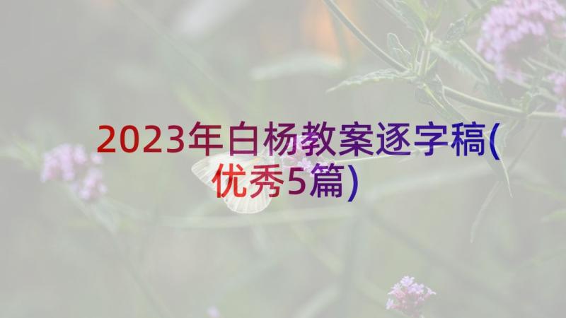 2023年白杨教案逐字稿(优秀5篇)