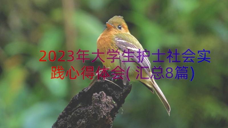 2023年大学生护士社会实践心得体会(汇总8篇)