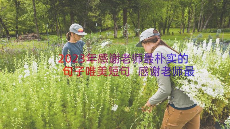 2023年感谢老师最朴实的句子唯美短句 感谢老师最朴实的句子(大全8篇)