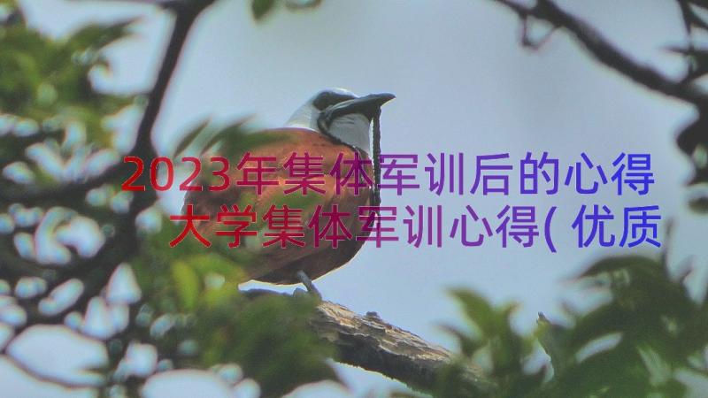 2023年集体军训后的心得 大学集体军训心得(优质8篇)