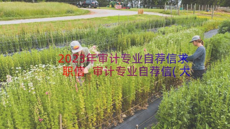 2023年审计专业自荐信求职信 审计专业自荐信(大全14篇)