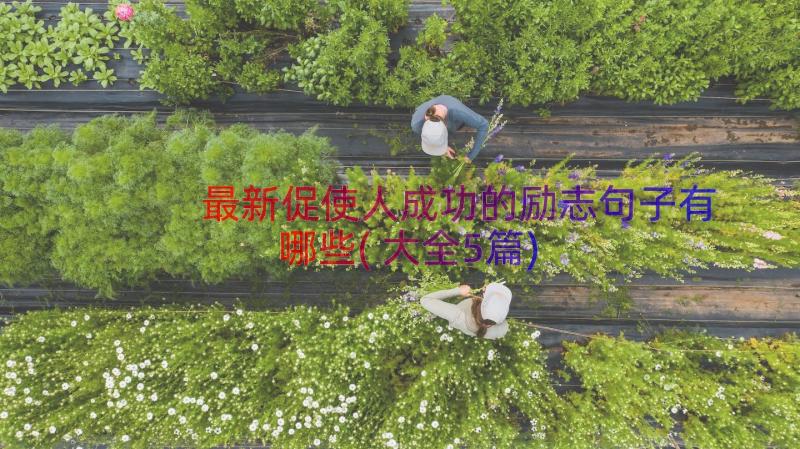 最新促使人成功的励志句子有哪些(大全5篇)