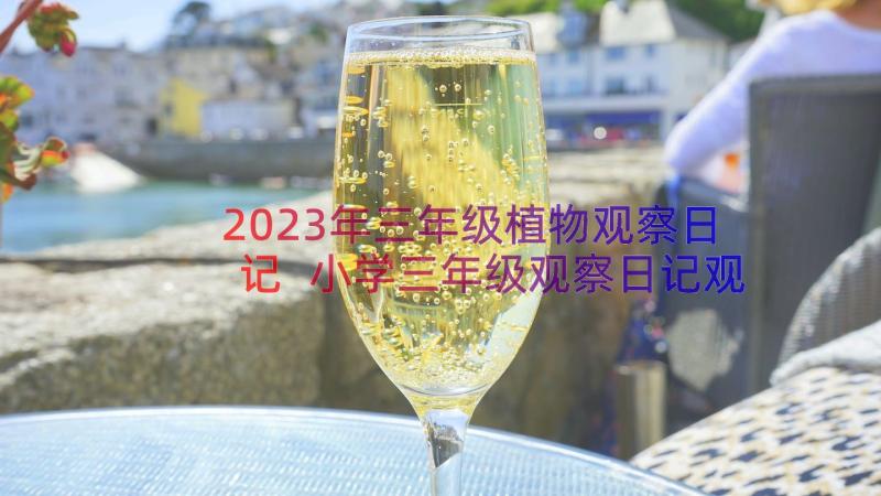 2023年三年级植物观察日记 小学三年级观察日记观察植物(实用20篇)