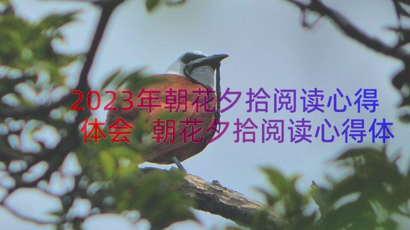 2023年朝花夕拾阅读心得体会 朝花夕拾阅读心得体会精彩例文(汇总8篇)