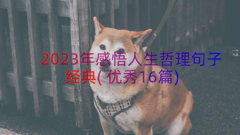 2023年感悟人生哲理句子经典(优秀16篇)