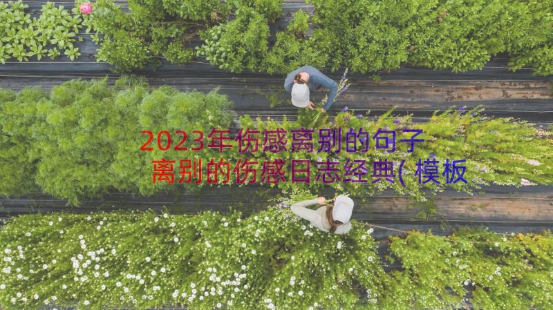 2023年伤感离别的句子 离别的伤感日志经典(模板5篇)