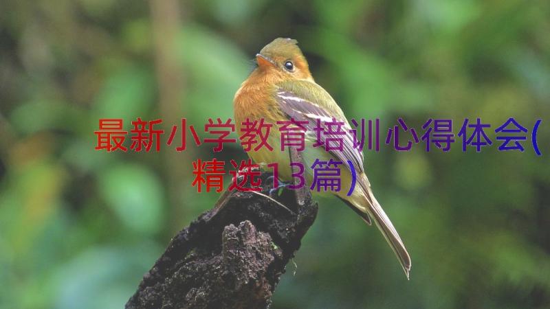 最新小学教育培训心得体会(精选13篇)